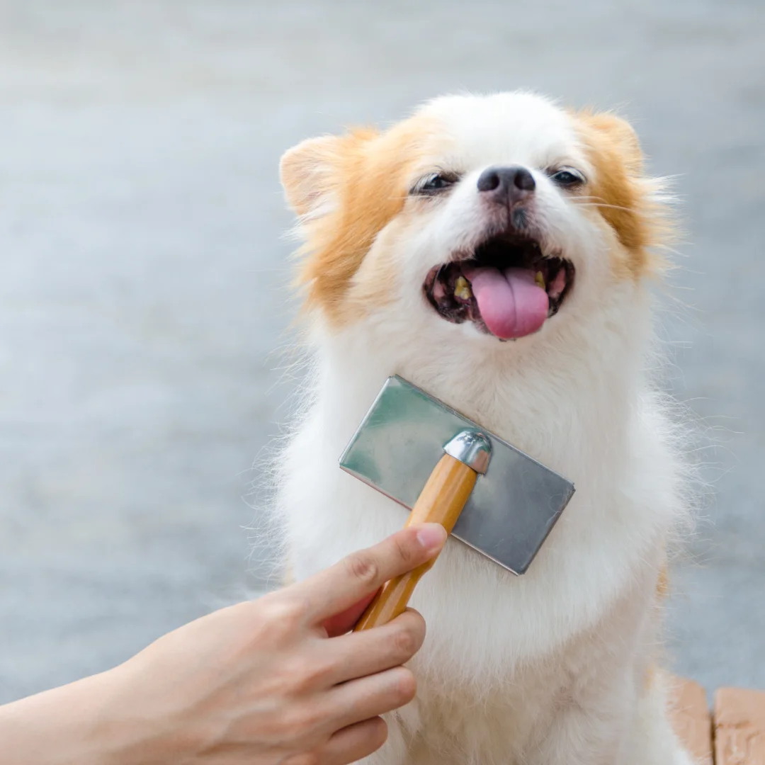 A happy dog being gently brushed during a professional grooming session.