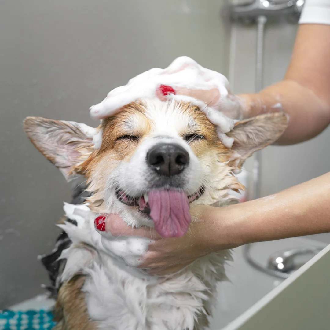 A happy dog being washed with shampoo during a professional grooming bath.