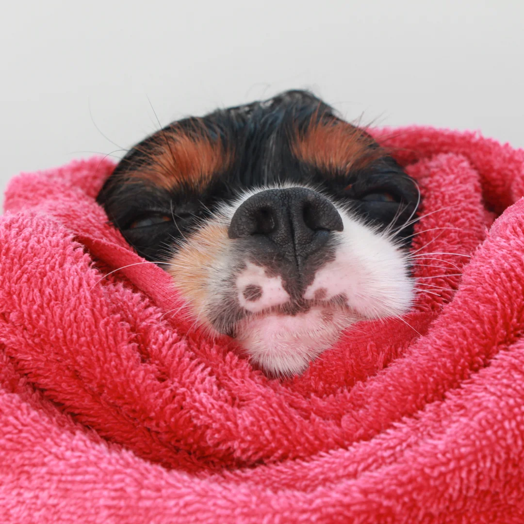 A dog peacefully resting with its face nestled in a soft pink towel after a grooming bath.