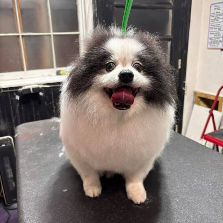 A Pomeranian dog sitting on a table next to a green straw