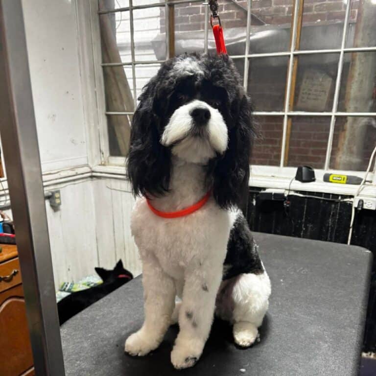 A black and white dog sitting calmly on a wooden table