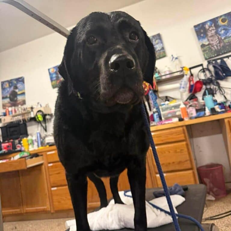 A black dog stands confidently on a table in a cozy room