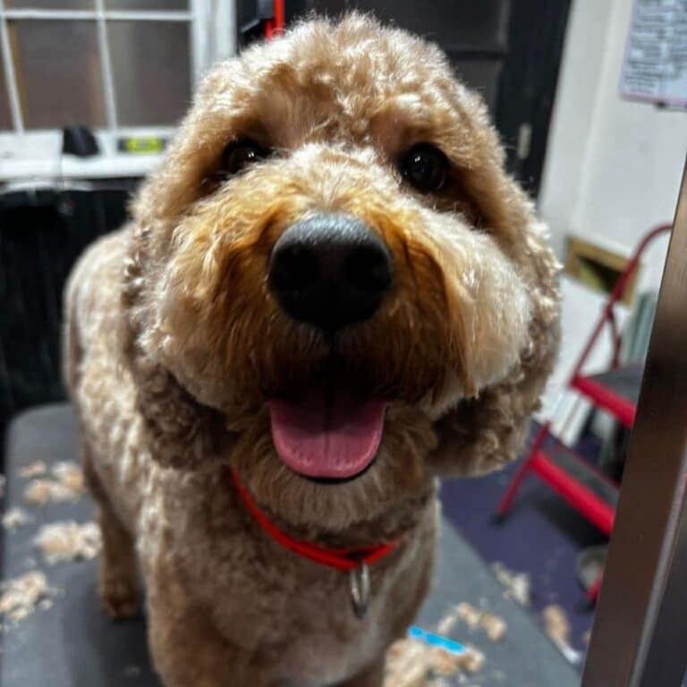 A dog is in a clinic settings