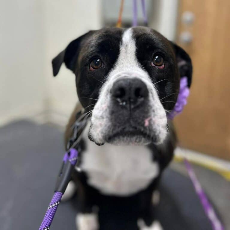 A dog sits calmly on a leash