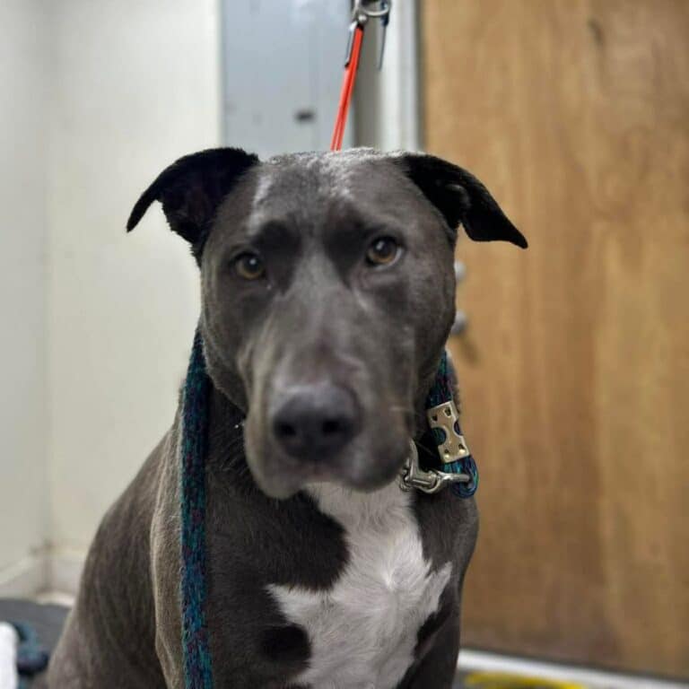 A dog sits calmly on a leash in a cozy room