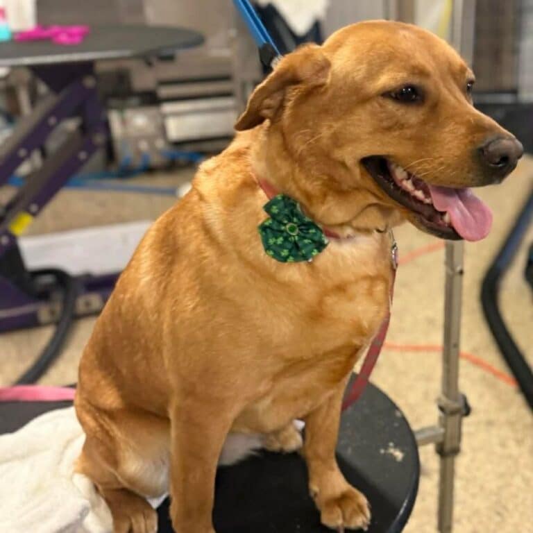 A dog sitting comfortably on a salon chair