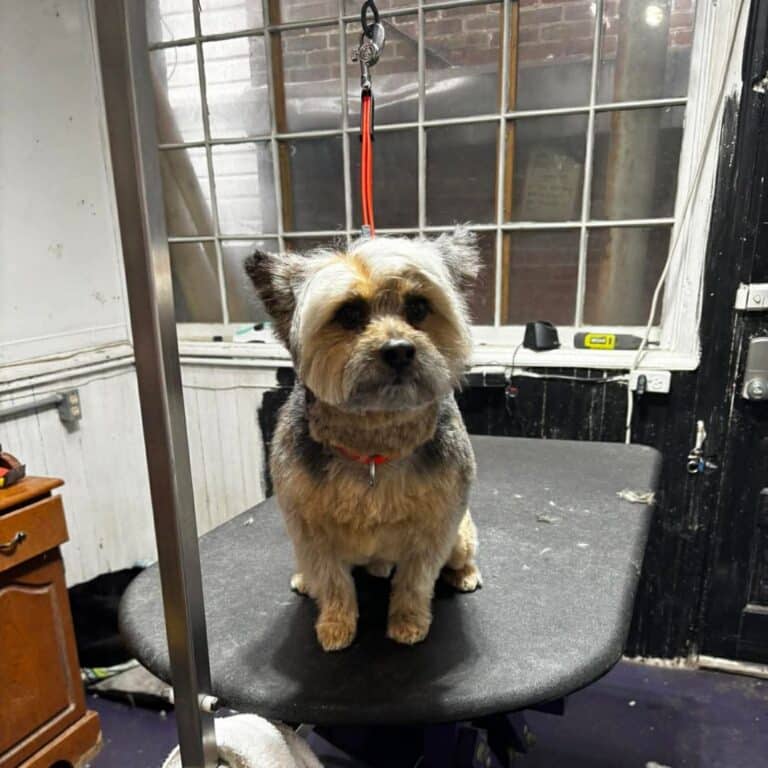 A dog sitting on a table