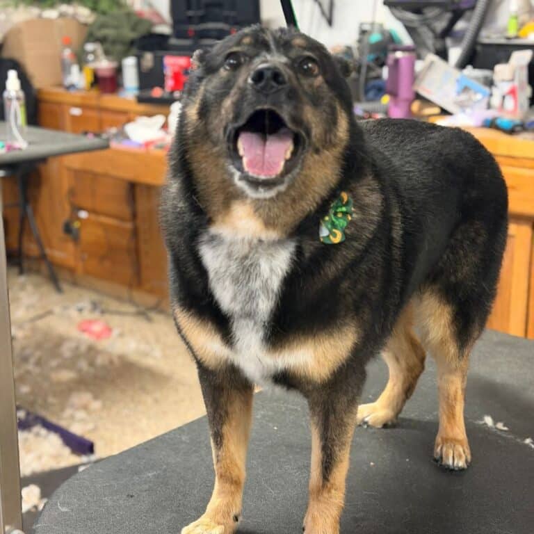 A dog standing on a table inside a clinic