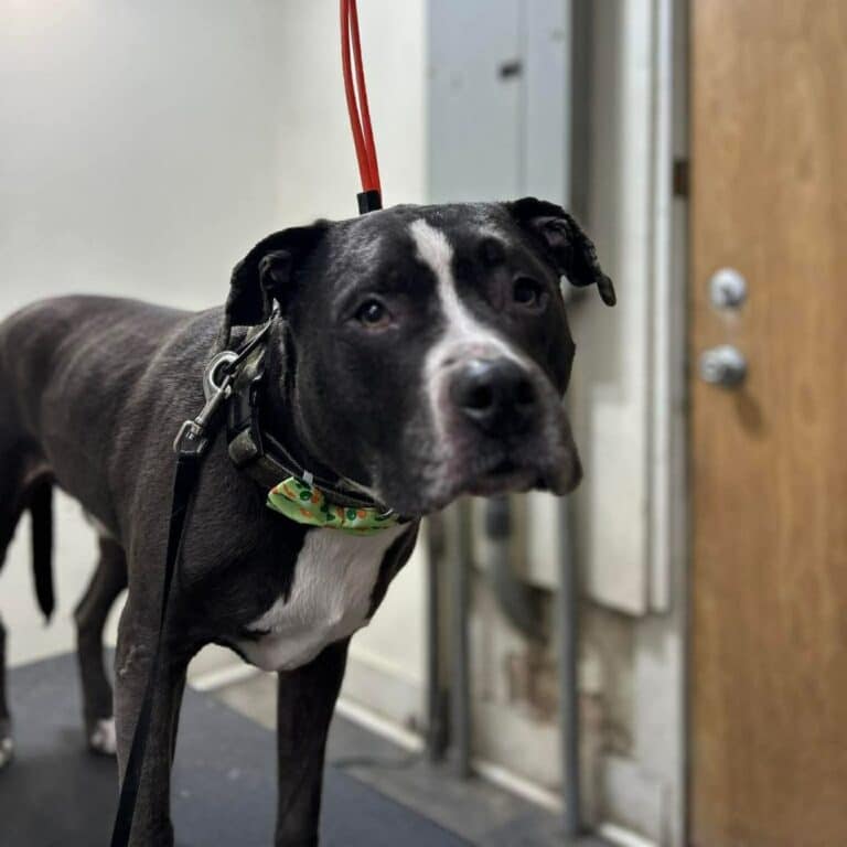 A dog stands on a black and white mat