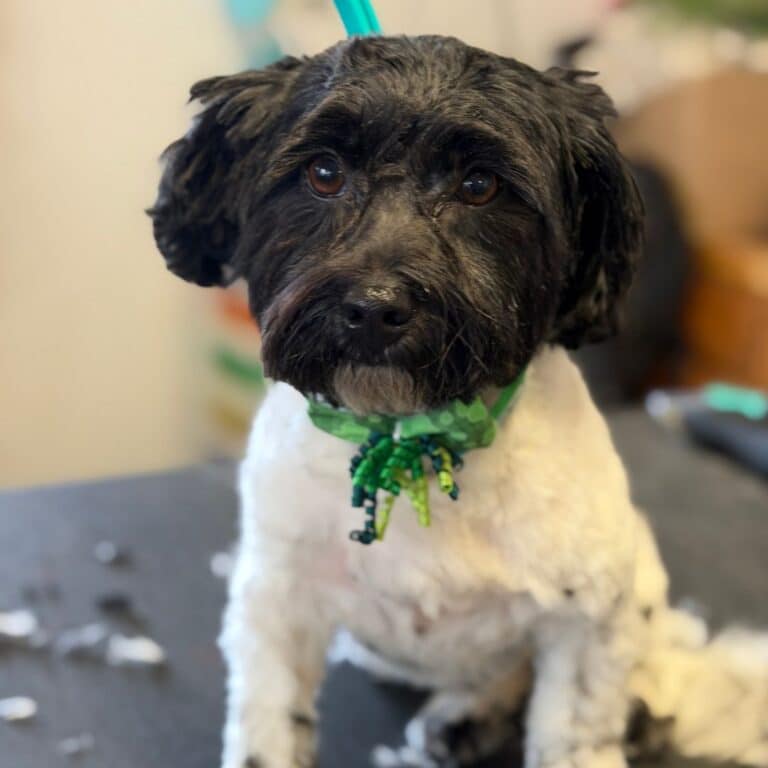 A dog wearing a green bow sits on a table