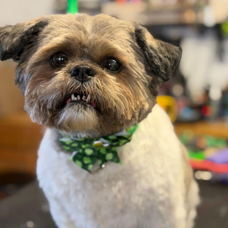A dog with a green bow tie sits on a table