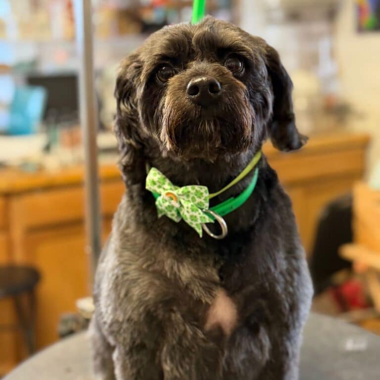 A dog with a green bow tie sitting on a table