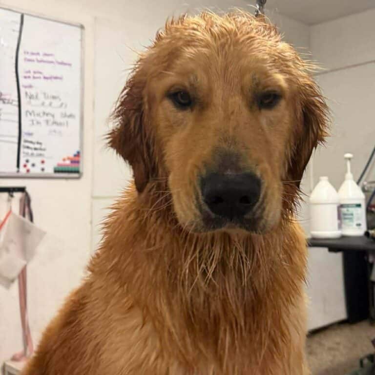 A golden retriever sitting in a shower