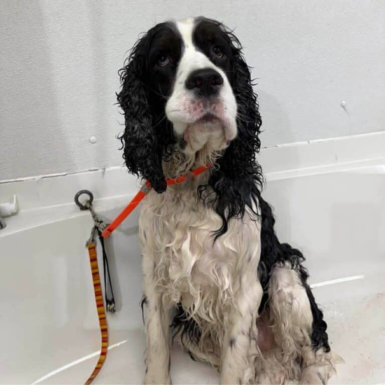A leashed dog sits in a bathtub