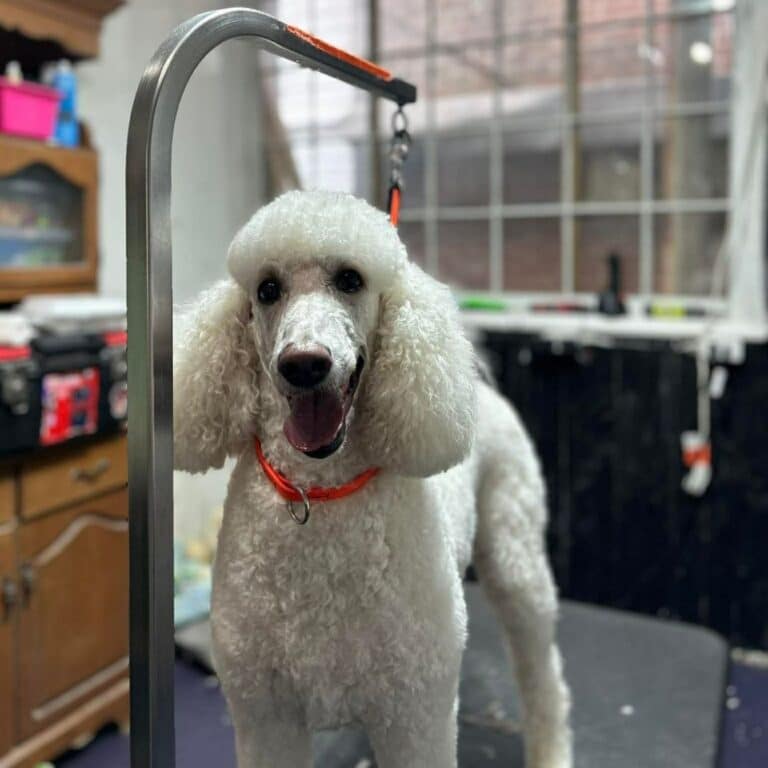 A poodle standing on a grooming stand