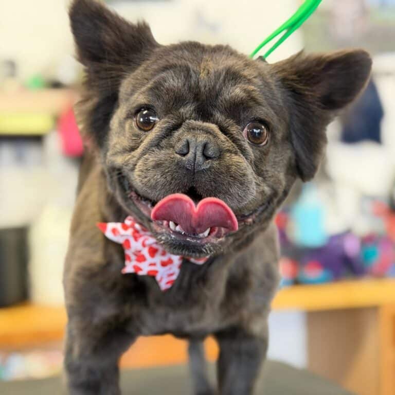 A small black dog wearing a red bow tie on its head