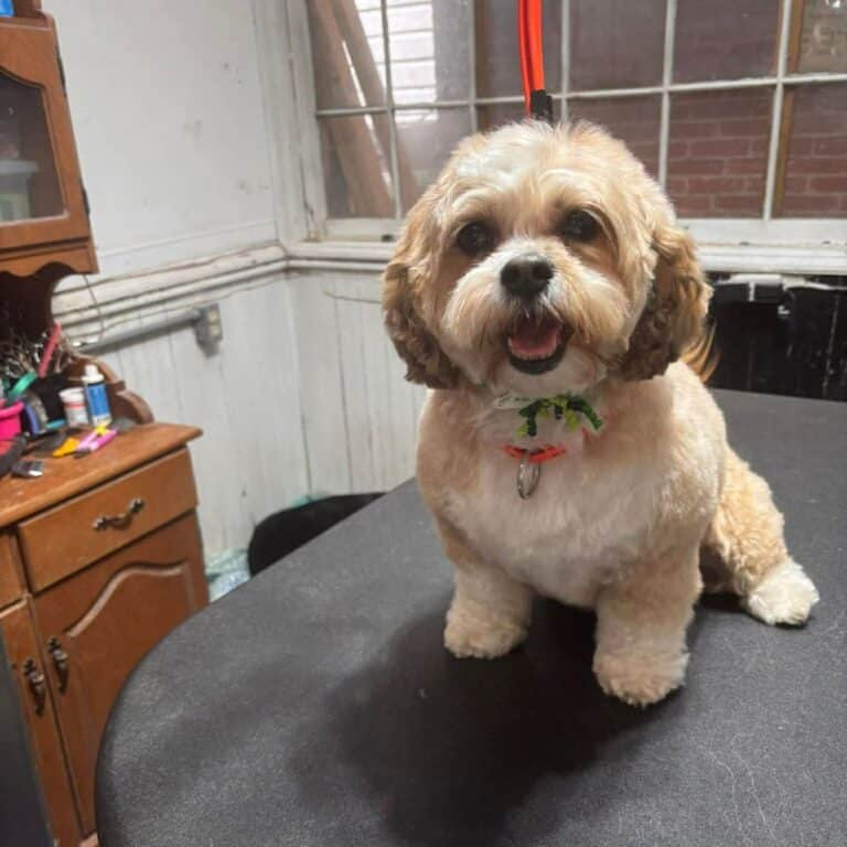A small dog sitting on a table, looking curiously at its surroundings