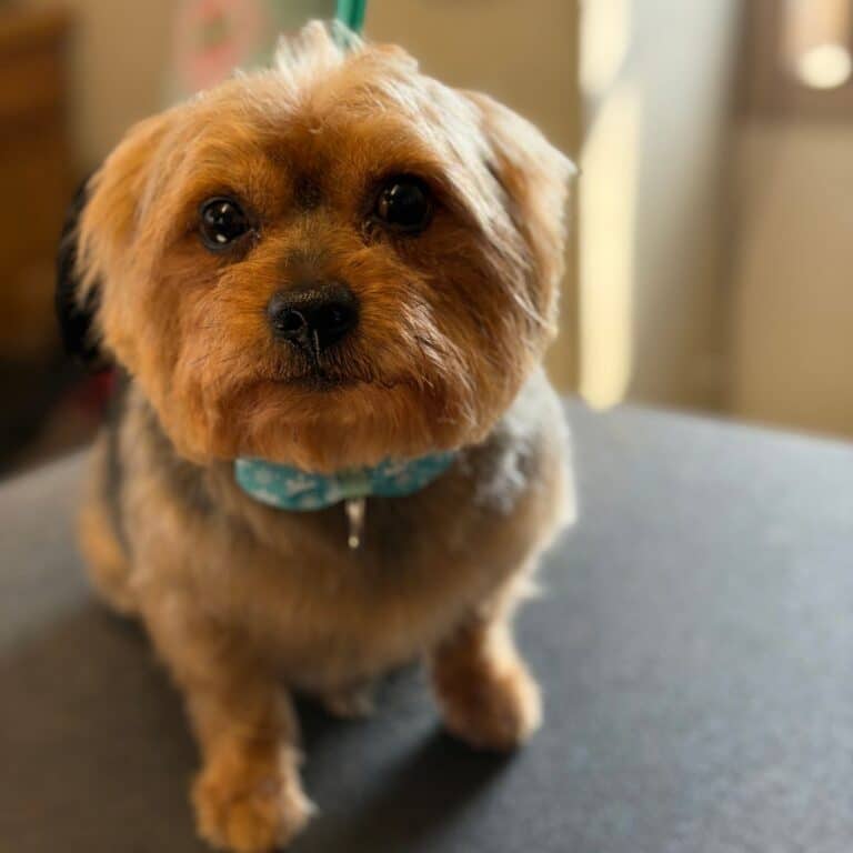 A small dog wearing a blue collar sits on a table
