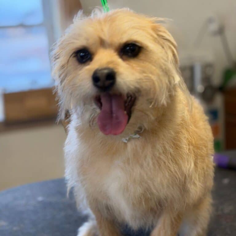 A small dog with its tongue out sits on a table