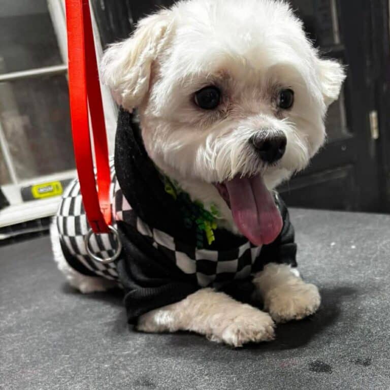 A small white dog wearing a checkered shirt