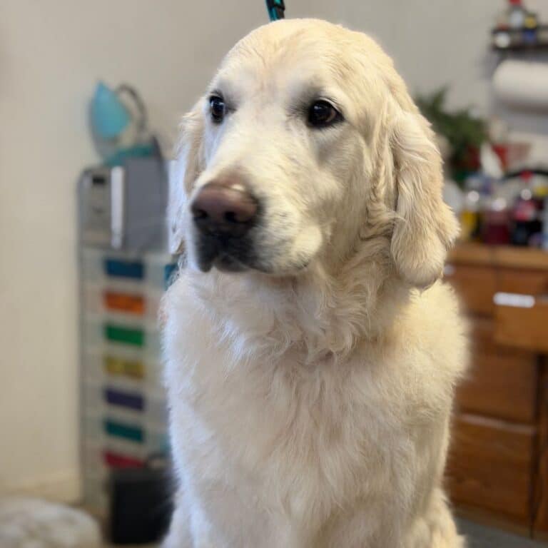 A white dog sitting comfortably on a wooden chair
